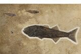 Multiple Fossil Fish (Mioplosus & Knightia) Plate - Wall Mount #299818-1